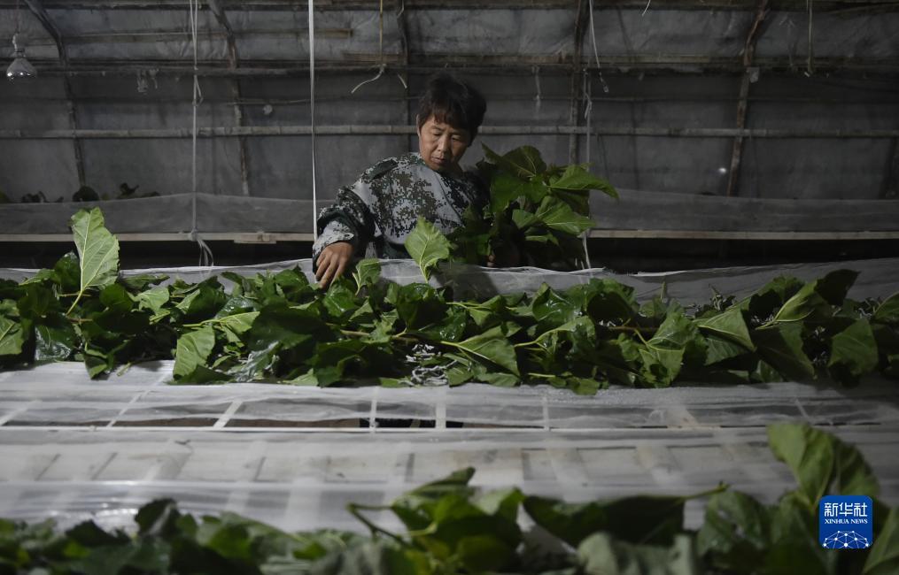 捕鱼大作战官网下载
